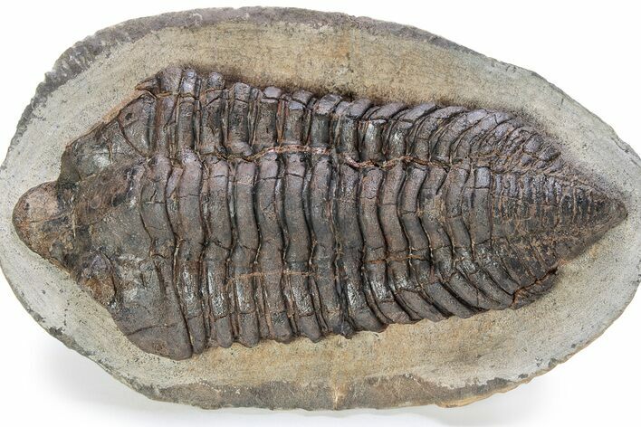 Rare, Calymenid (Pradoella) Trilobite - Jbel Kissane, Morocco #243631